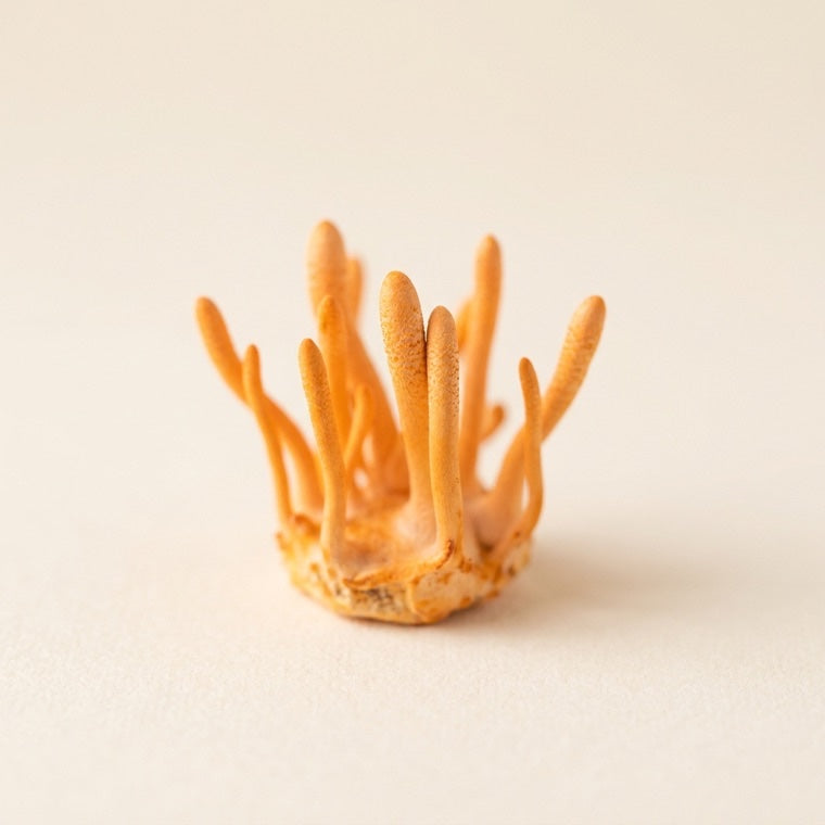 Cordyceps-Pilz