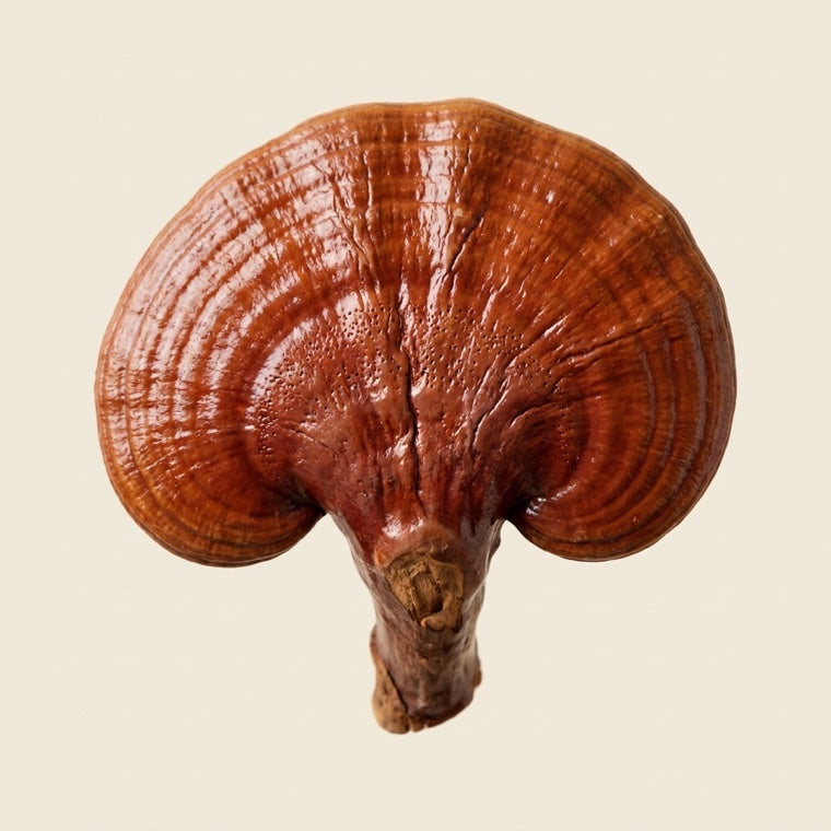 Reishi-Pilz